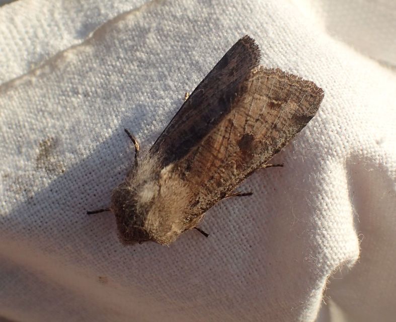 Orthosia incerta - változékony barkabagoly
