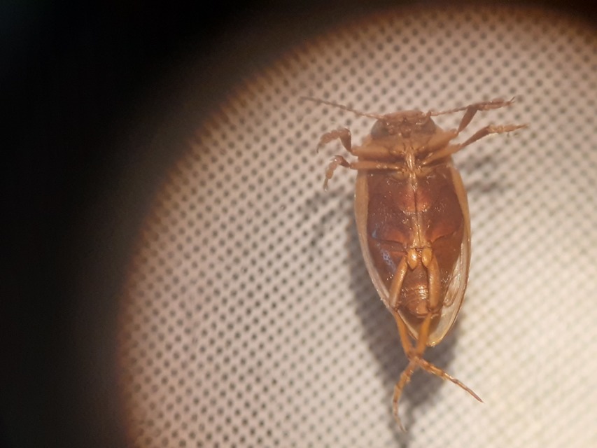 Hydroporus angustatus - karcsú kiscsíkbogár