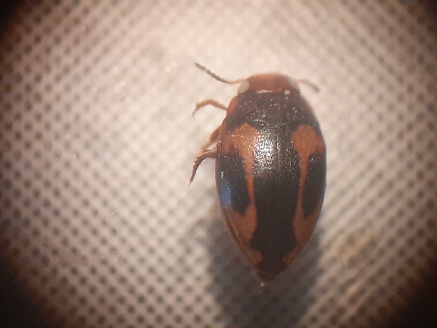 Graptodytes pictus - gyűrűs csíkbogárka
