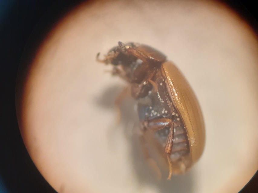 Cercyon unipunctatus - egypontos iszapcsiborka Cercyon unipunctatus - egypontos iszapcsiborka