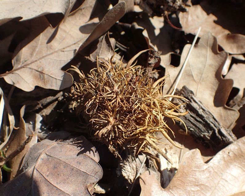 Andricus caputmedusae - medúzafej-gubacsdarázs
