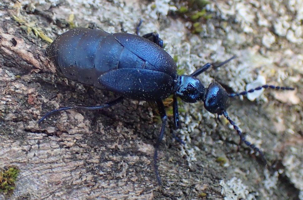 Meloe violaceus - kék nünüke