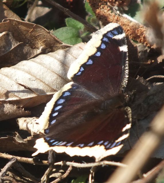 Nymphalis antiopa - gyászlepke