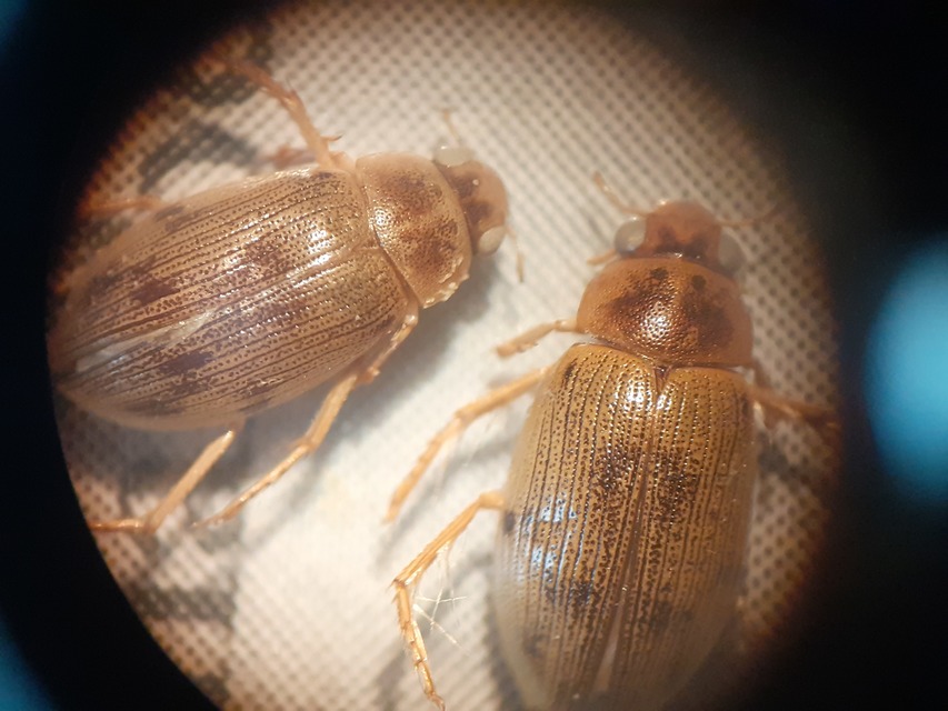 Berosus frontifoveatus - tüskés szemescsibor Berosus frontifoveatus - tüskés szemescsibor