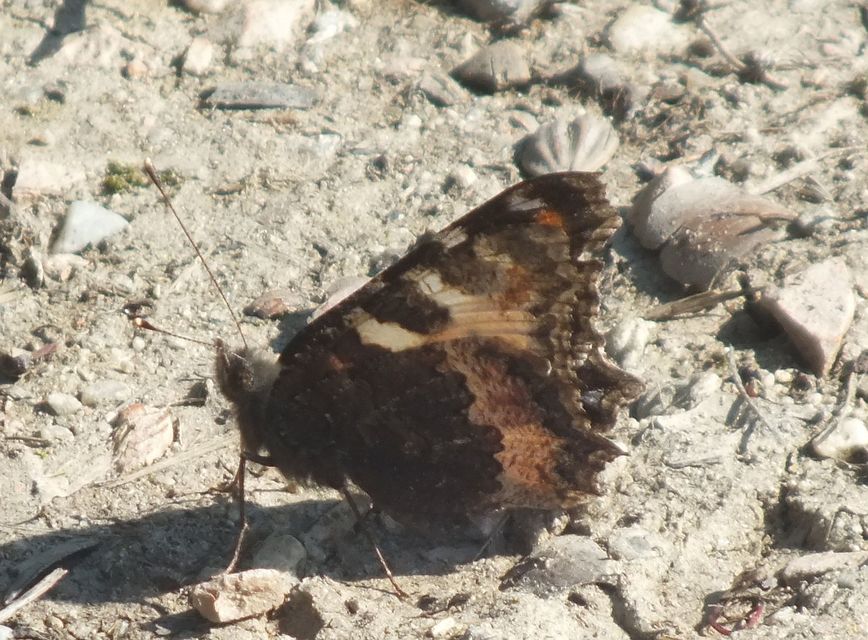 Nymphalis urticae - kis rókalepke