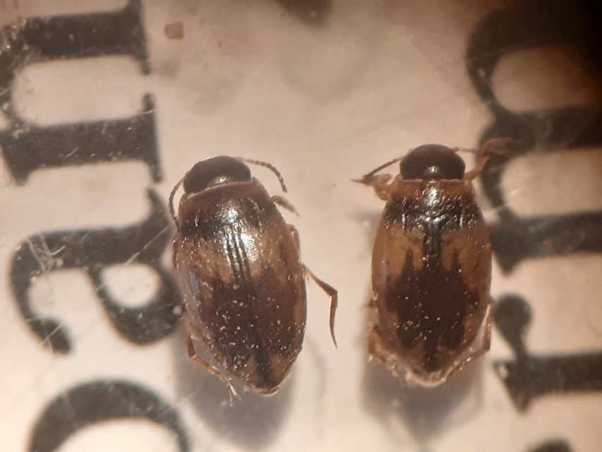Hydroglyphus geminus - gyakori paránycsíkbogár