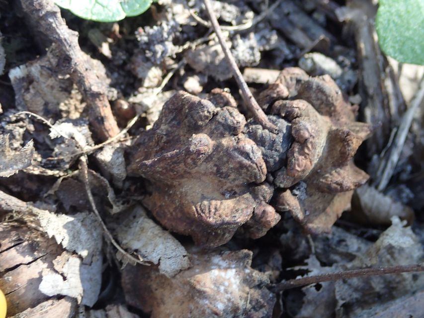Andricus quercuscalicis - suskagubacsdarázs