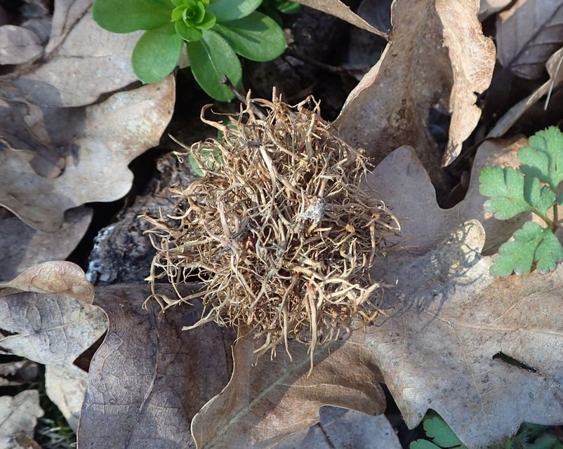 Andricus caputmedusae - medúzafej-gubacsdarázs