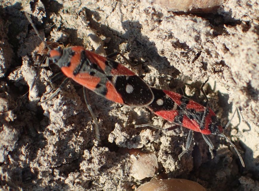 Lygaeus equestris/simulans