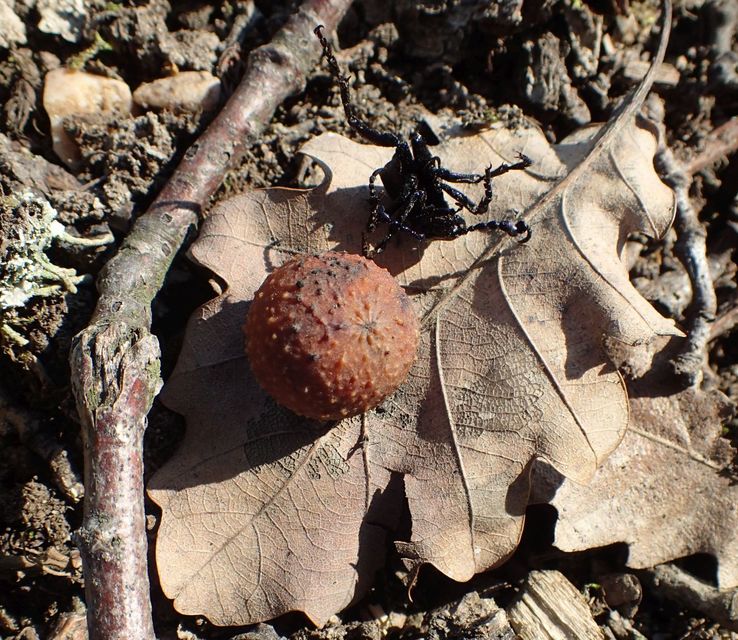Cynips quercusfolii - golyógubacsdarázs