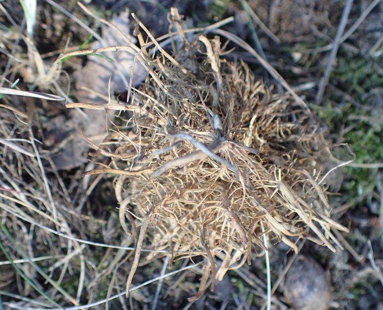 Andricus caputmedusae - medúzafej-gubacsdarázs