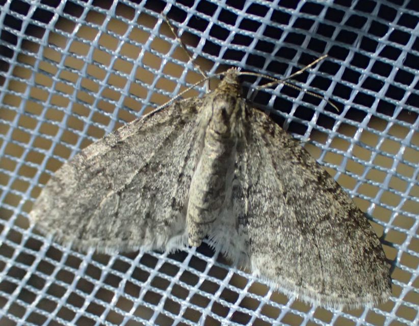 Trichopteryx carpinata - nyárfa-lebenyesaraszoló