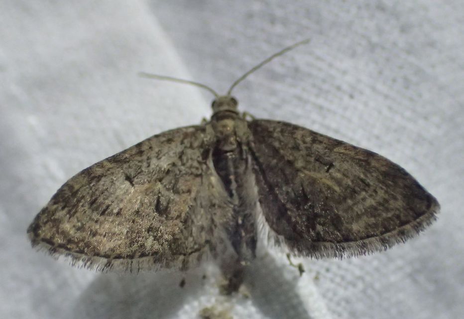 Eupithecia abbreviata - korai törpearaszoló