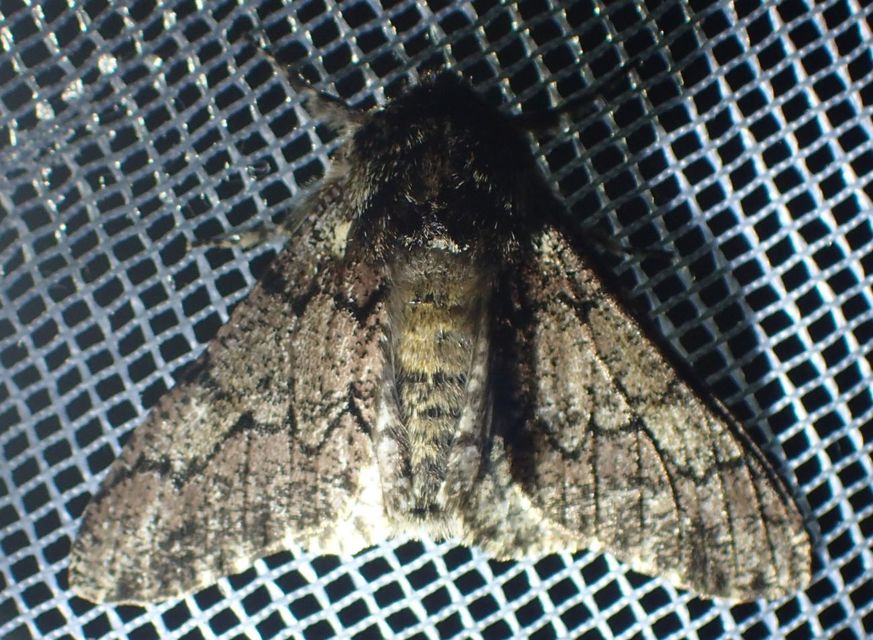 Biston strataria - barnapettyes araszoló