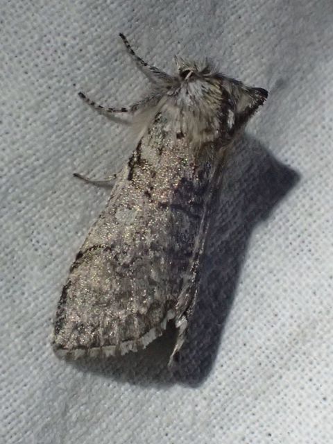Achlya flavicornis - nyíres pihésszövő
