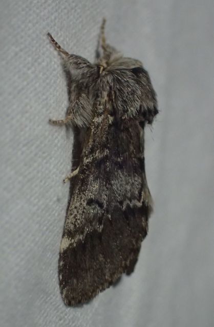 Drymonia ruficornis - cserfa-púposszövő