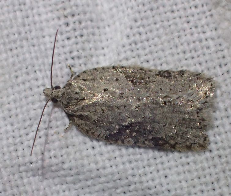 Acleris