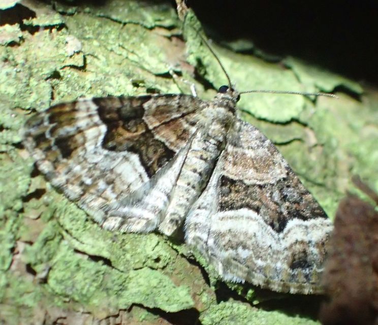 Xanthorhoe biriviata - kétsávos tarkaaraszoló