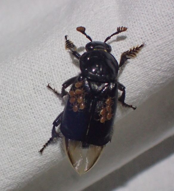 Nicrophorus humator - fekete temetőbogár