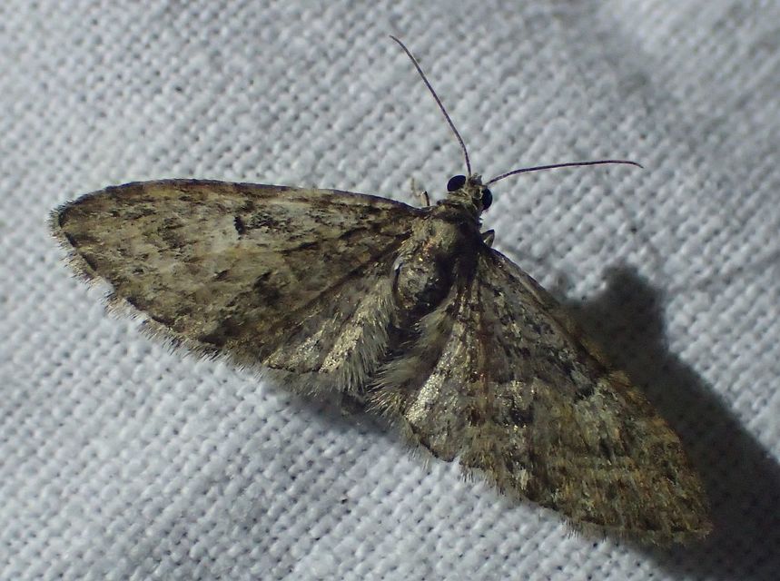Eupithecia abbreviata - korai törpearaszoló