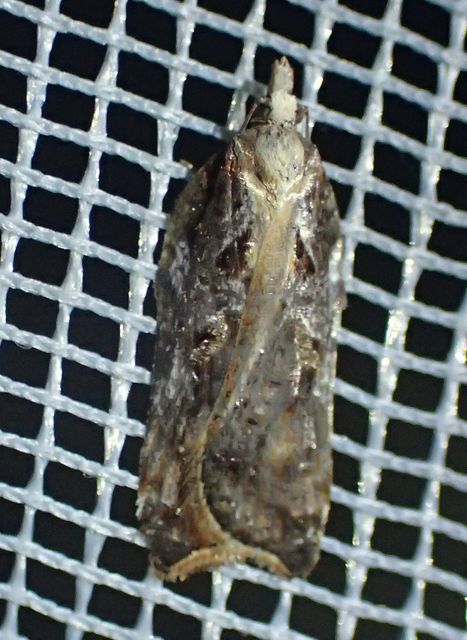 Acleris cristana - pamacsos levélmoly