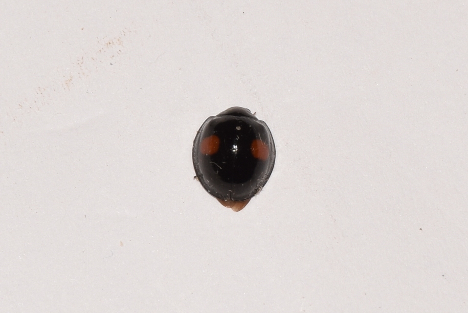 Chilocorus renipustulatus - vesefoltos szerecsenkata