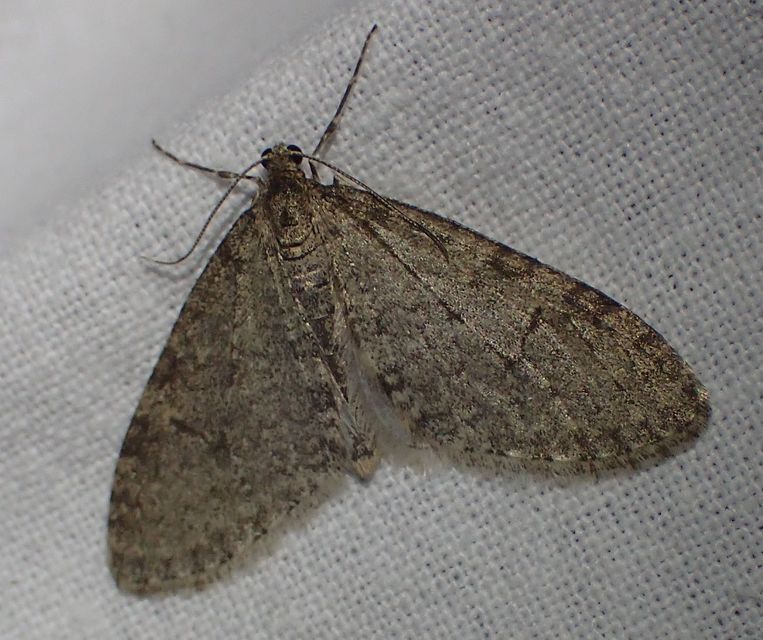 Trichopteryx carpinata - nyárfa-lebenyesaraszoló