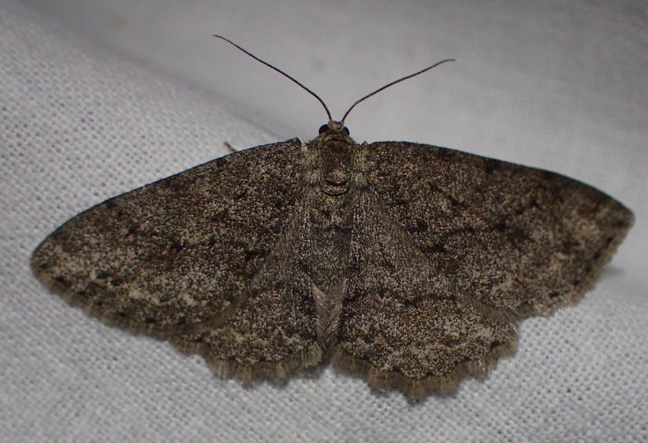 Ectropis crepuscularia - avararaszoló
