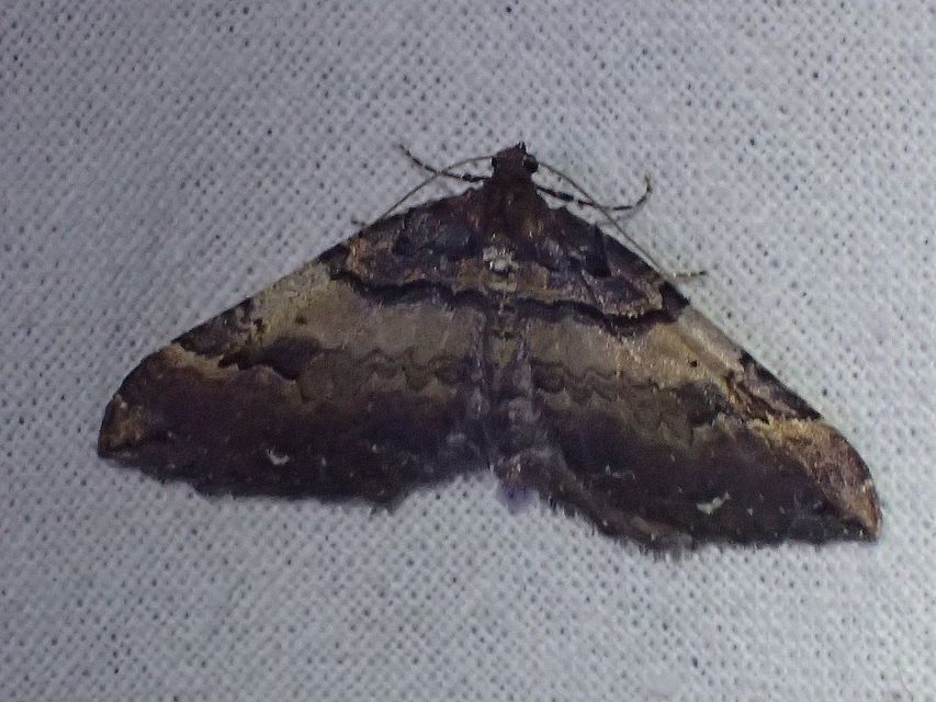 Earophila badiata - csipkerózsa-araszoló