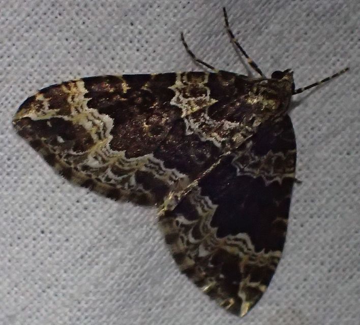 Lampropteryx suffumata - füstös araszoló