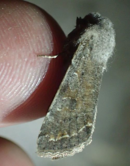 Orthosia incerta - változékony barkabagoly