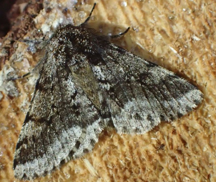 Lycia hirtaria - közönséges tavasziaraszoló