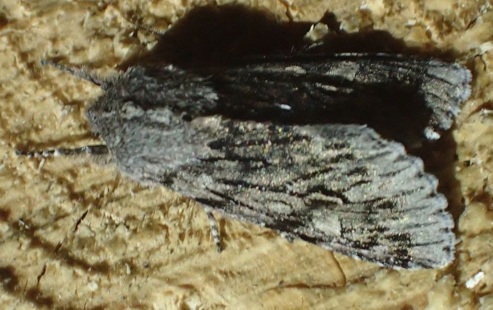 Brachionycha nubeculosa - zömök fésűsbagoly