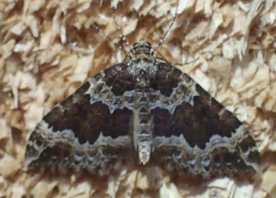 Lampropteryx suffumata - füstös araszoló