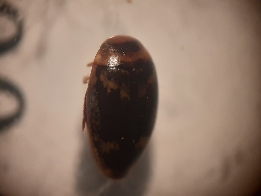 Laccophilus poecilus - tarka bukóbogár