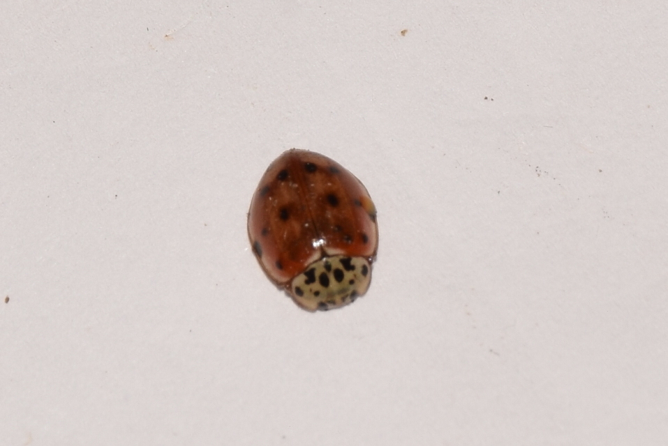Harmonia quadripunctata - négypettyes katica