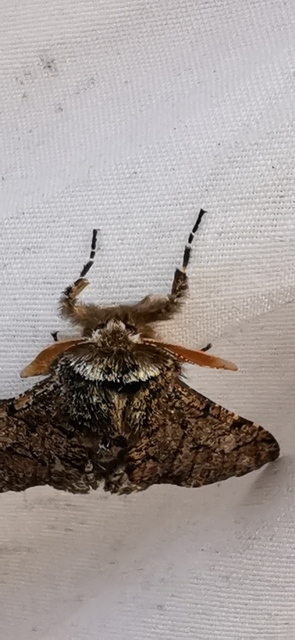 Biston strataria - barnapettyes araszoló