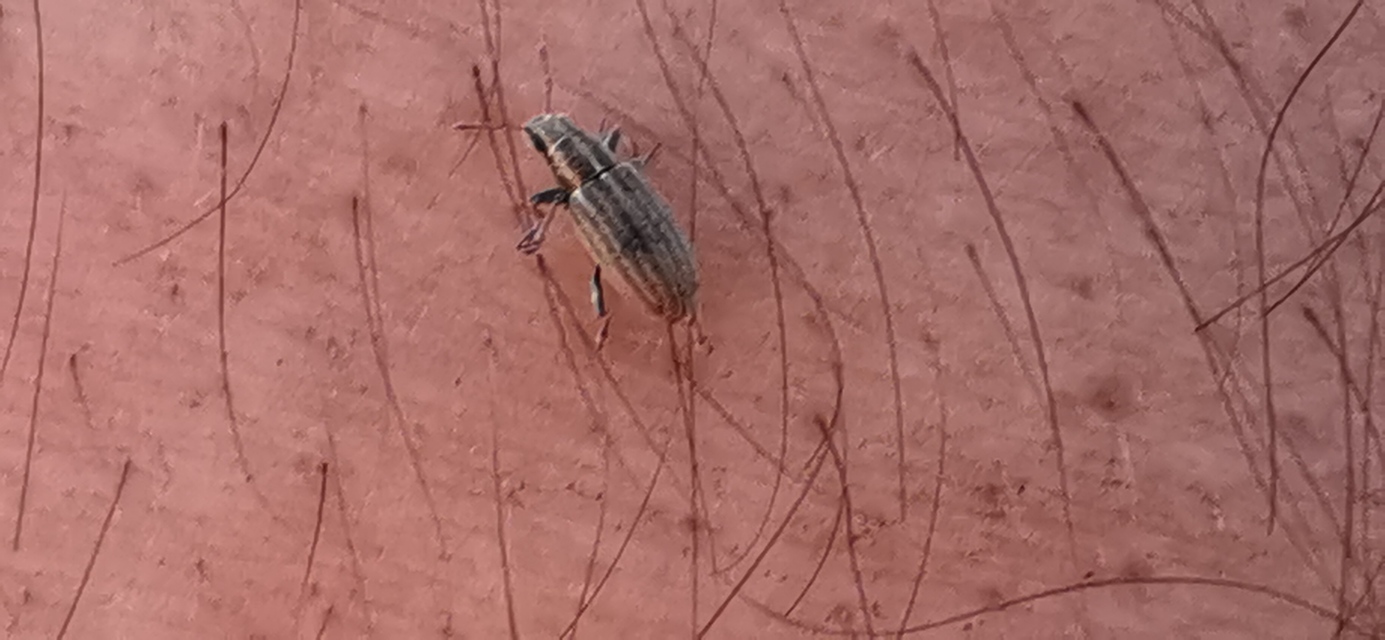 Sitona lineatus - sávos csipkézőbogár
