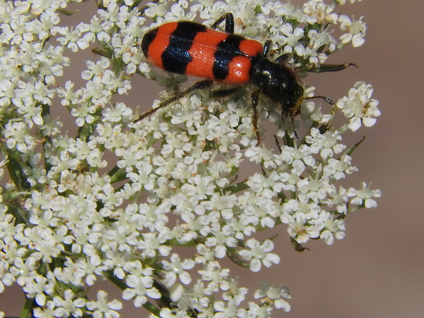 Trichodes apiarius - szalagos méhészbogár
