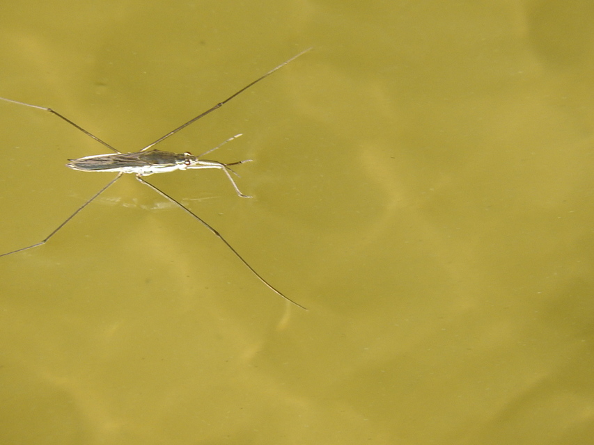 Gerridae - molnárpoloskák
