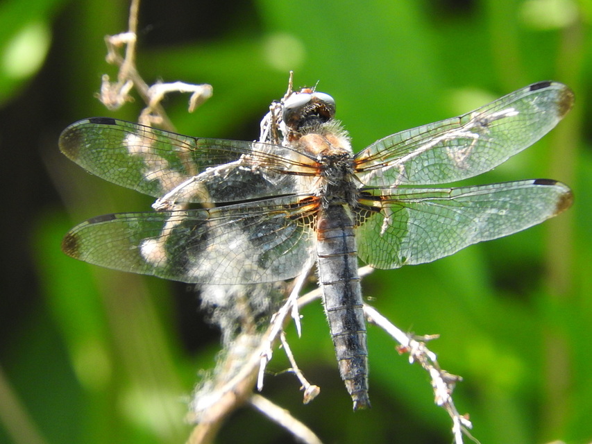 Libellula fulva - kisfoltos laposacsa