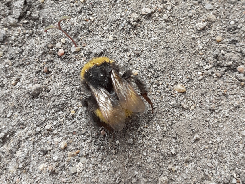 Bombus haematurus - mediterrán poszméh