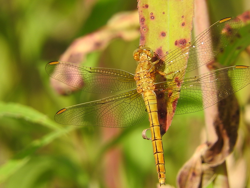 Orthetrum coerulescens - karcsú pásztorszitakötő