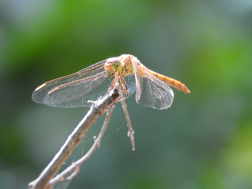 Sympetrum meridionale - fakó katona-szitakötő