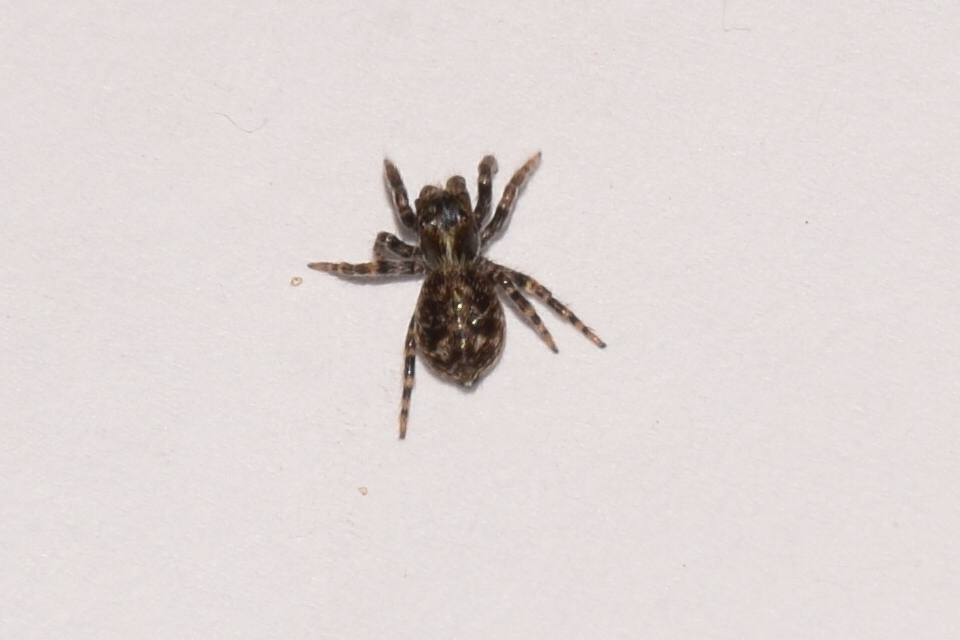 Pseudeuophrys erratica