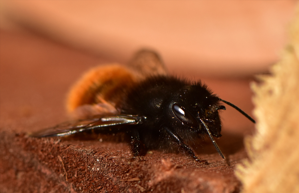 Osmia cornuta - szarvas faliméh