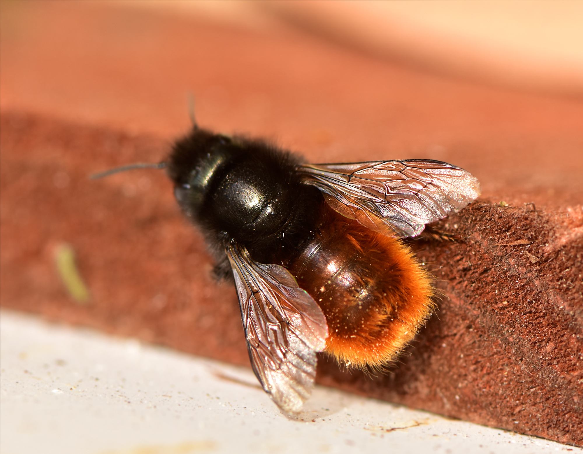 Osmia cornuta - szarvas faliméh