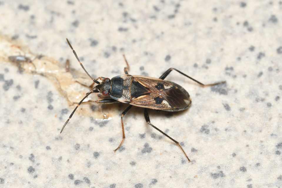 Rhyparochromus vulgaris - közönséges díszesbodobács
