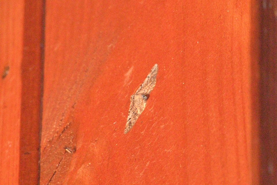 Gymnoscelis rufifasciata - vöröscsíkos törpearaszoló