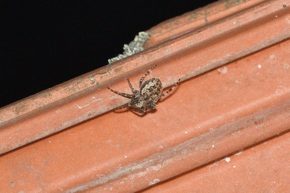 Larinioides ixobolus - ereszalji keresztespók